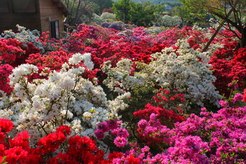 フラワーパークの花