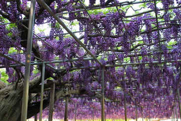 フラワーパークの藤棚