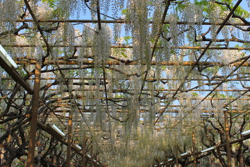 フラワーパークの藤棚