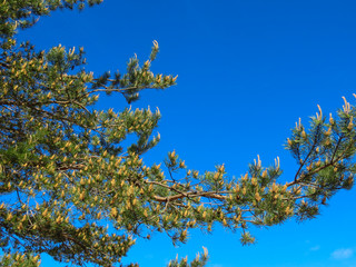 Beautiful young pine shoots in early spring