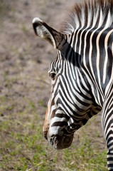 Zebra at wildlife reserve