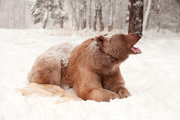 European Brown Bear in a winter forest - 193124935