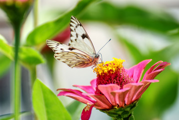 Beautiful butterfly on a flower with a colorful background in summer