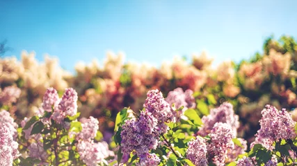 Foto op Plexiglas Beautiful lilac garden on a sunny summer day © Gregory