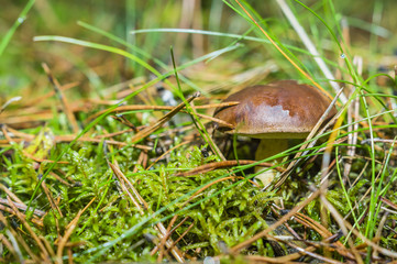 boletus in the woods