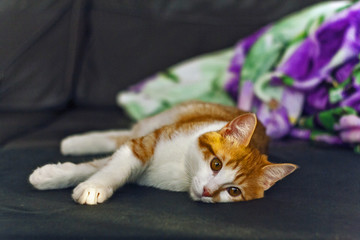 White red cat relaxed lying on the couch.
