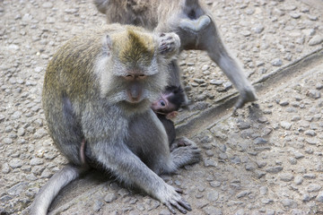 Affen Mutter mit Kind