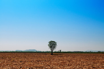 Lone tree in empty dry farmland with clear summer sky