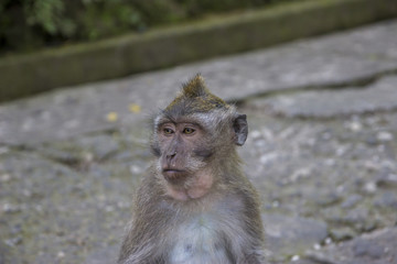 Affe im Monkey Forest