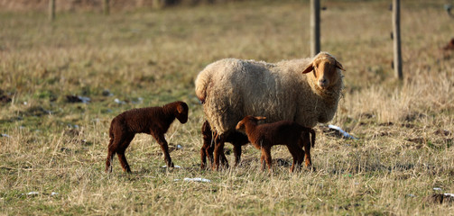 Schaf Lamm auf der Weide