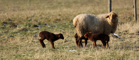 Schaf Lamm auf der Weide