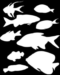 Obraz premium group of nine tropical white fishes on black