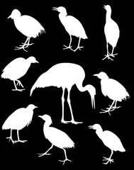 nine herons silhouettes isolated on black