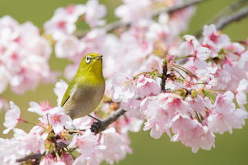 桜とメジロ