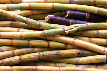 Fototapeta premium sugarcane texture as nice natural background
