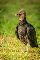 Vulture in Surinam