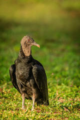 Vulture in Surinam