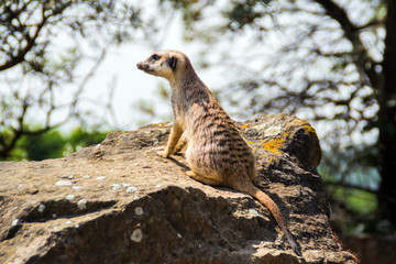 Suricata looking forward in Prague Zoo, Czech Republic