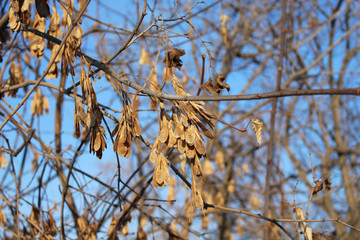 tree, sky, nature, blue, winter, branch, forest, branches, cold, plant, season, snow, white, landscape, spring, trees, ice, frost, bright, autumn, day, birch, wood, outdoor, outdoors
