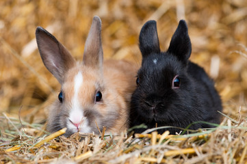 Obraz premium Młode króliki karłowate siedzą obok siebie na belach słomy