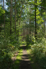 Fototapete bei efototapeten.de bestellen   