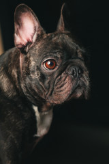 French Bulldog portrait