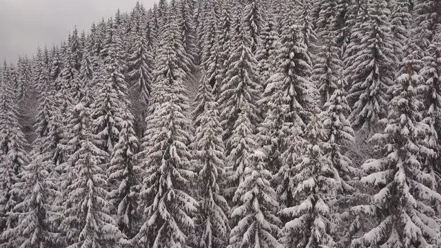 Aerial view. Mountains with trees covered with snow in winter. Winter landscape. Snowing in nature