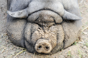 Obraz premium The fattened fat pig of the Vietnamese breed is visibly invisible. The concept of home breeding pigs.