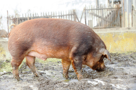 Big producer of red wild boar. Meat breed of pigs Duroc. Pigs grazing outdoors in a dirty farm field. Name in Latin: Sus scrofa domesticus. Red Hogging pigs. Red boar. Concept growing organic food.