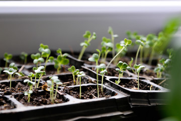  seedlings of bell pepper in cardboard boxes, on a window sill Young spring sprouts on a window sill