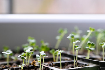  seedlings of bell pepper in cardboard boxes, on a window sill Young spring sprouts on a window sill
