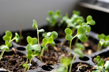  seedlings of bell pepper in cardboard boxes, on a window sill Young spring sprouts on a window sill