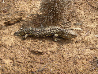 Varan Australia