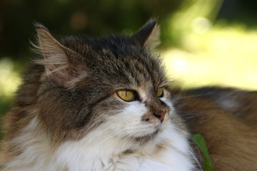 cat portrait with yellow eyes