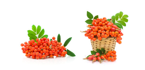 berries of red mountain ash and dog rose on white background