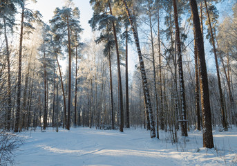 forest in the winter
