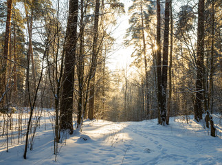 forest in the winter