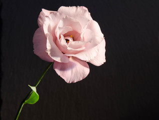 beautiful  single eustoma flower ( rose ) on dark background