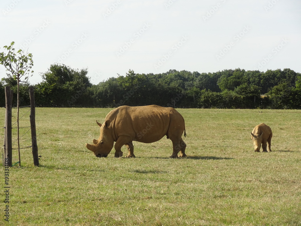 Sticker rhinocéros