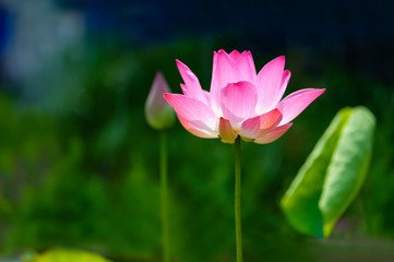 The lotus flowers on sunlight.