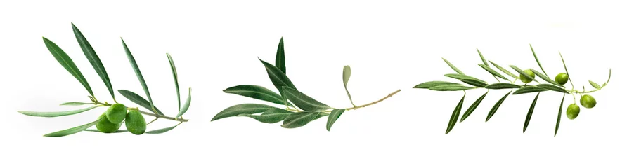 Foto auf Acrylglas Olivenbaum Set von grünen Olivenzweigfotos, isoliert auf weiß