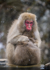 Snow monkey (Japanese Macaque) in a snowstrom, Jigokudani Monkey Park, Nakano, Japan