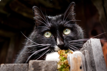 Funny black and white cat is lying on old wooden fence and carefully looking somewhere.