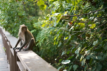 Monkey are looking for something