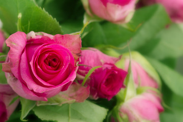 Pink rose on a background of spring green petals