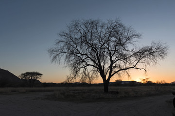 Fototapeta na wymiar Sunset behind a dry tree in the Erongo mountains in Namibia