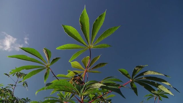 Manioc plante 01