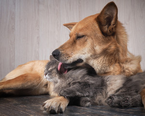 A huge dog licking a cat