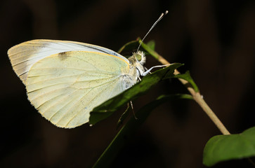 butterfly macro