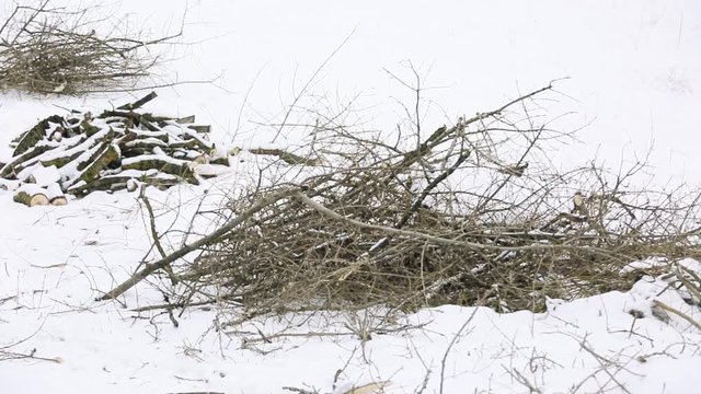 Broken branches from a dry deciduous tree lie on on snow-covered ground in the forest.